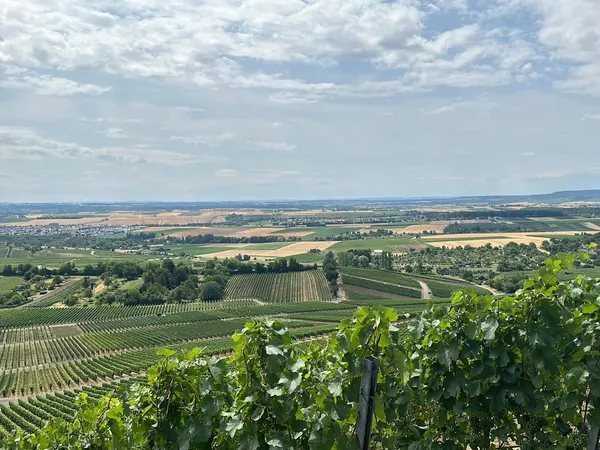 Blick von der Heuchelberger Warte über die Weinberge