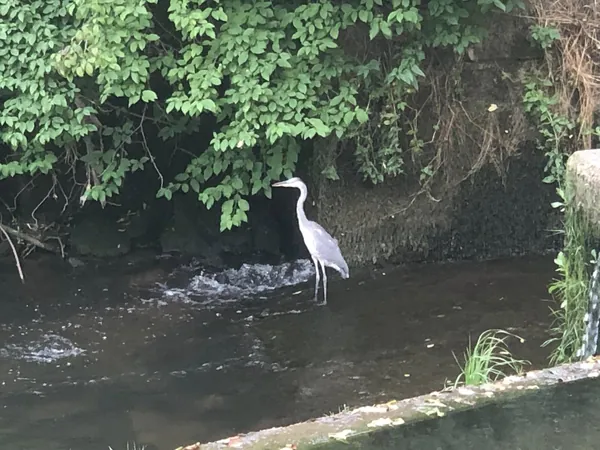Reiher am Bachlauf der Pfrondorfer Mühle
